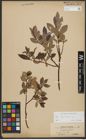 Foto von Salix phylicifolia L.